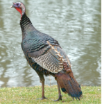 Turkey