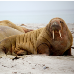 Walrus