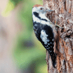 Woodpecker