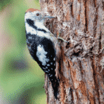 Woodpecker